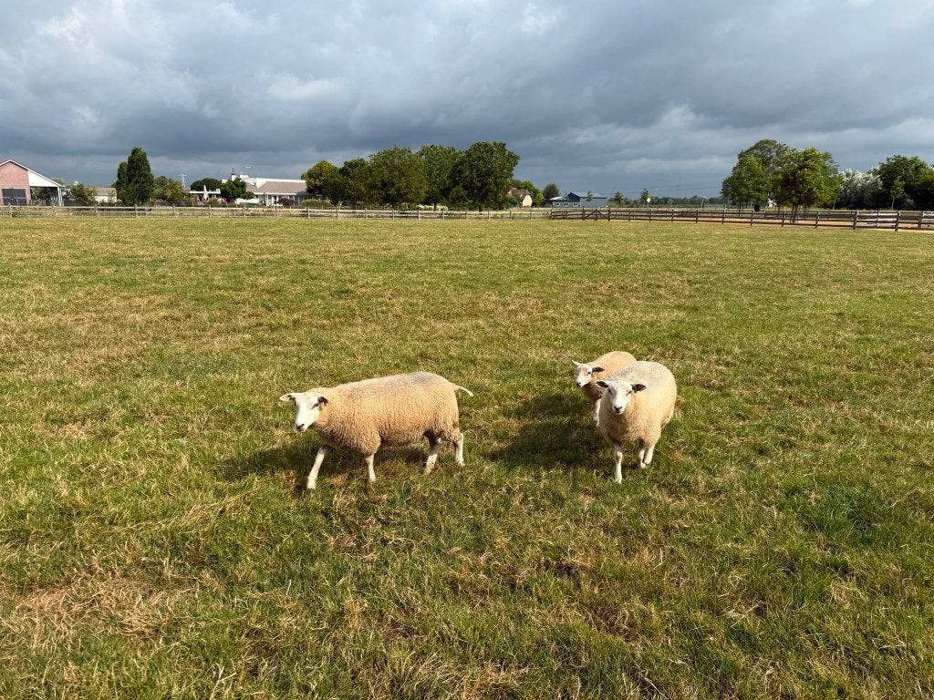 19 mooie Swifter stamboek ooien te koop!, Vrouwelijk, Schaap, 0 tot 2 jaar