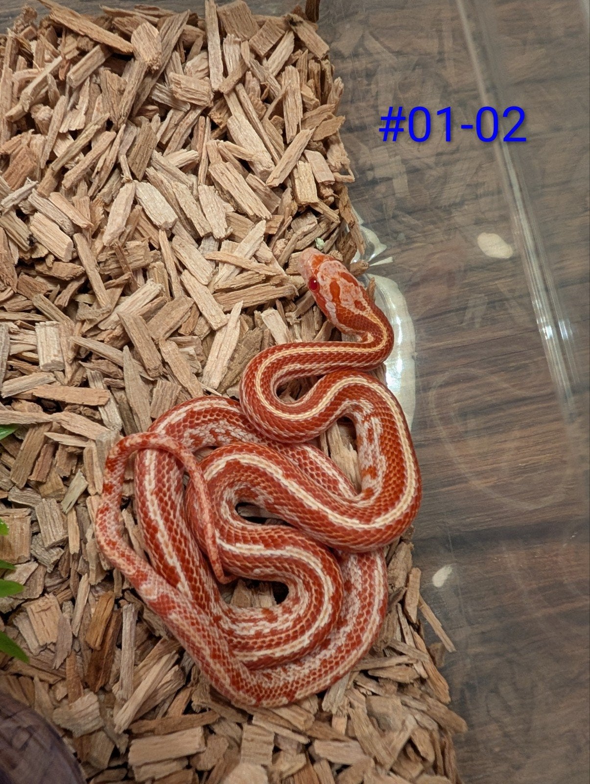 jonge rattenslangen  tessera/motley het. palmetto Rat Snake photo 2