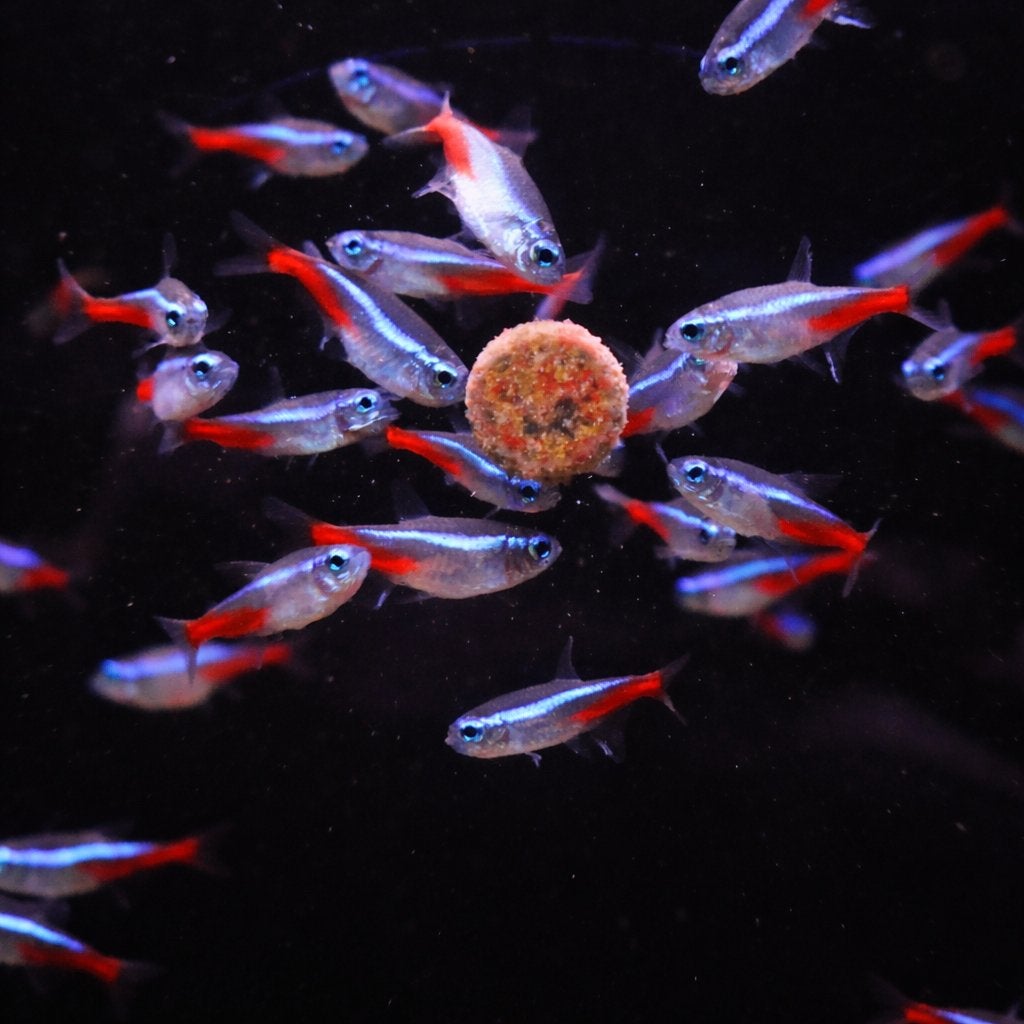 Neon Tetra, Dieren en Toebehoren, Vis, Zoetwatervis, Schoolvis