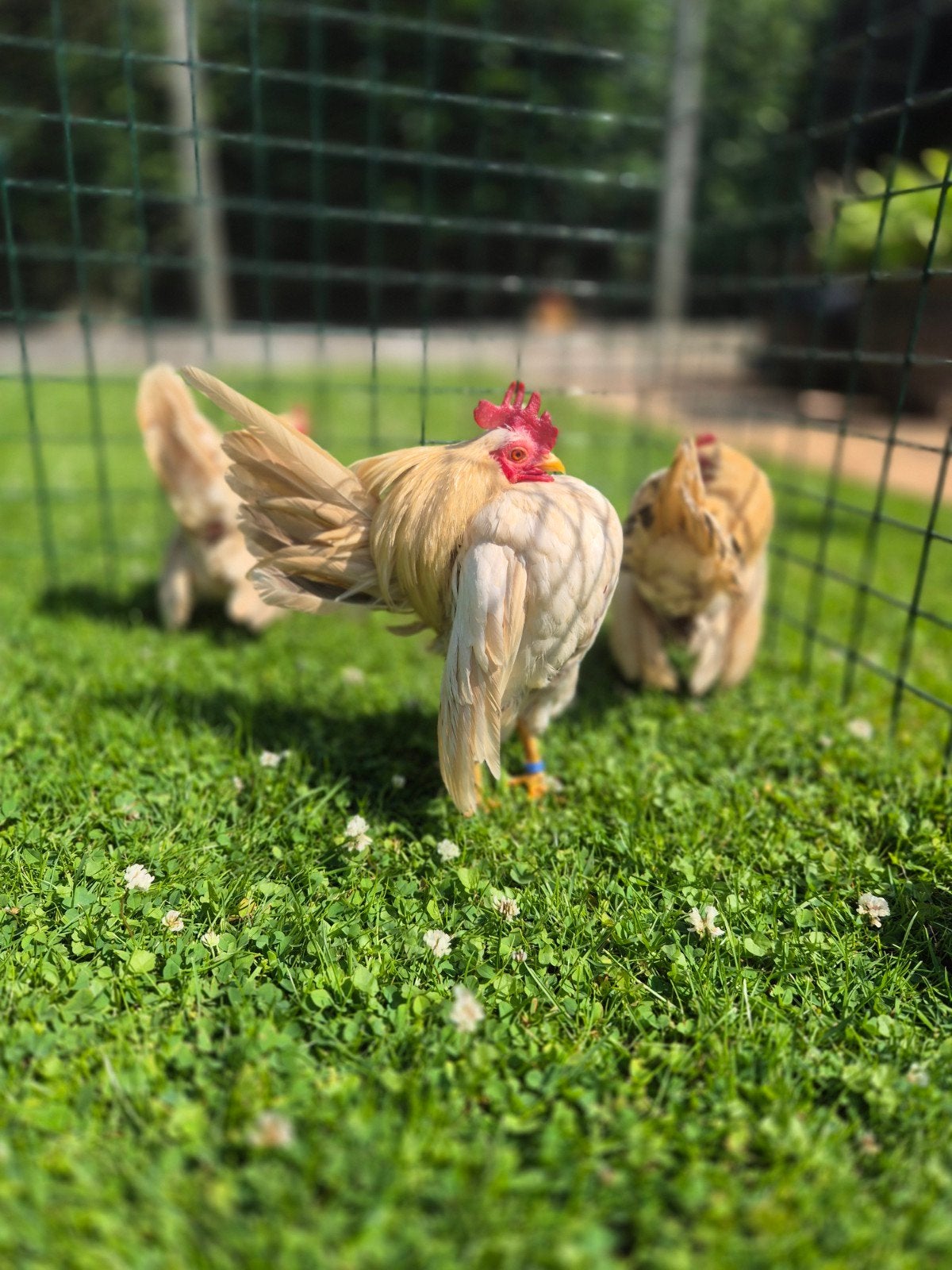 Ayam Serama Trio, Meerdere dieren, Kip