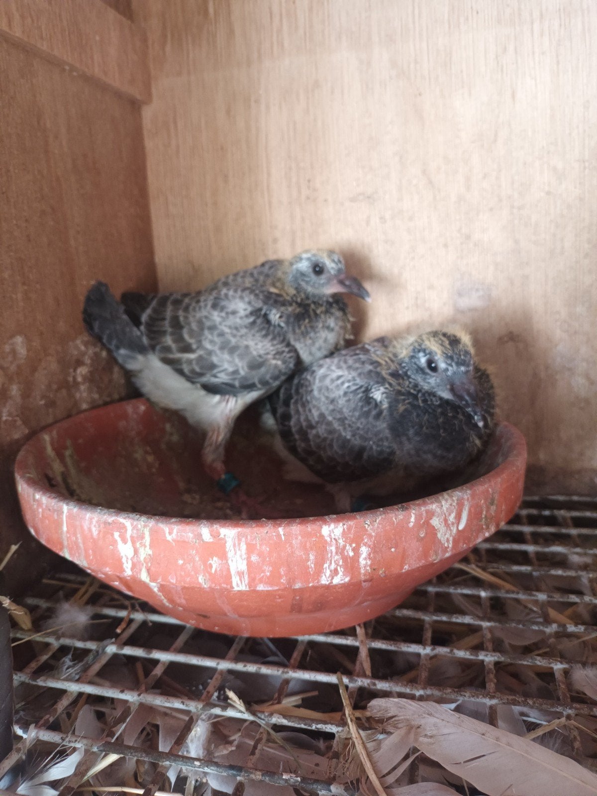 koppel jonge postduiven, Dieren en Toebehoren, Meerdere dieren, Postduif