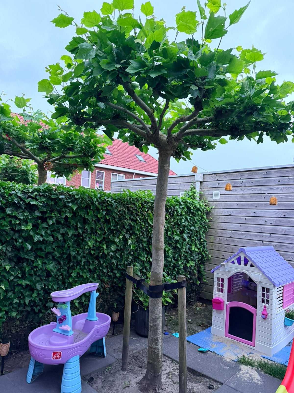 Dakplatanen, Tuin en Terras, Ophalen, Bloeit niet, Volle zon, Overige soorten