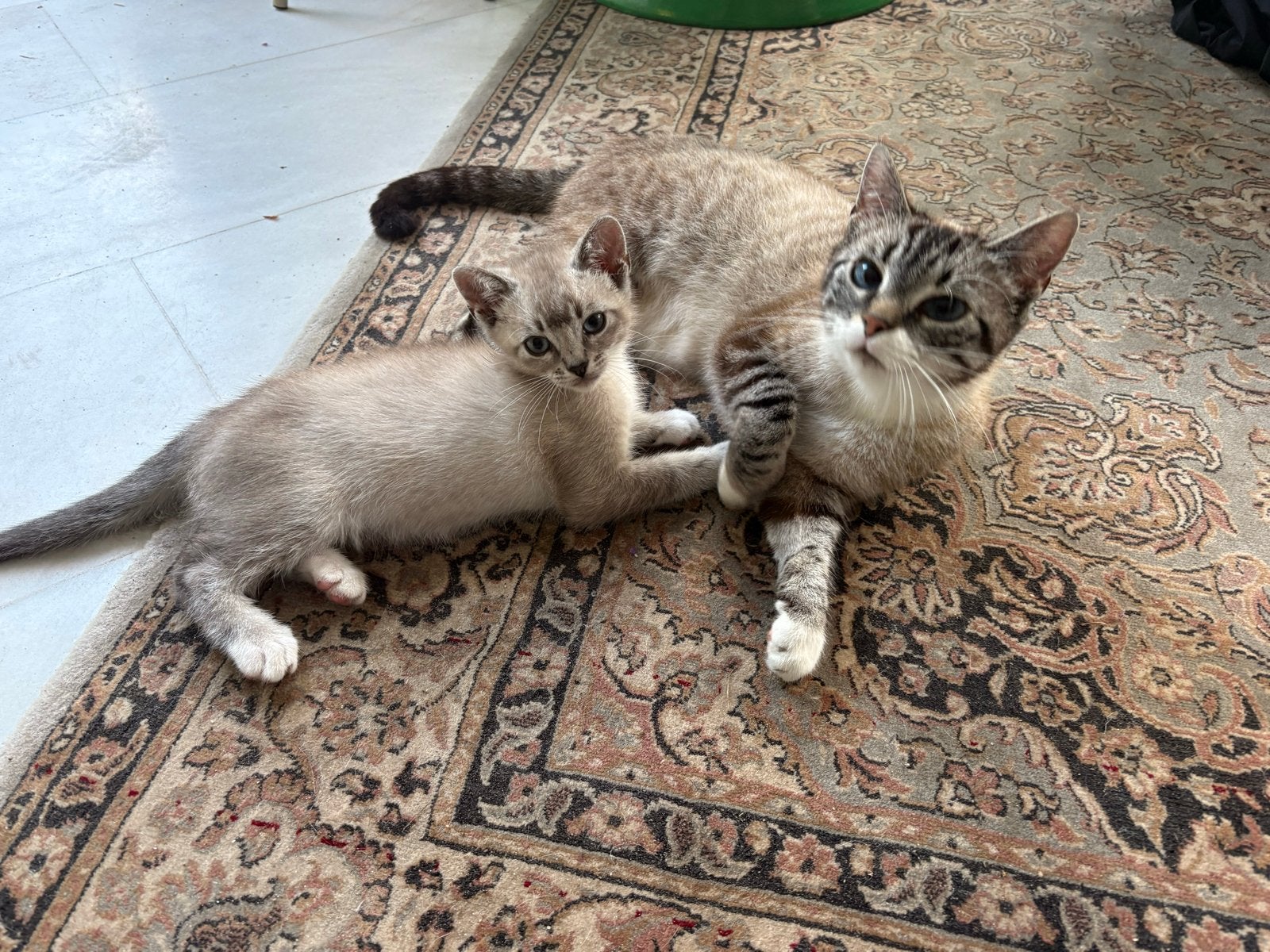 1 katerje, Dieren en Toebehoren, Katten en Kittens | Overige Katten, Kater