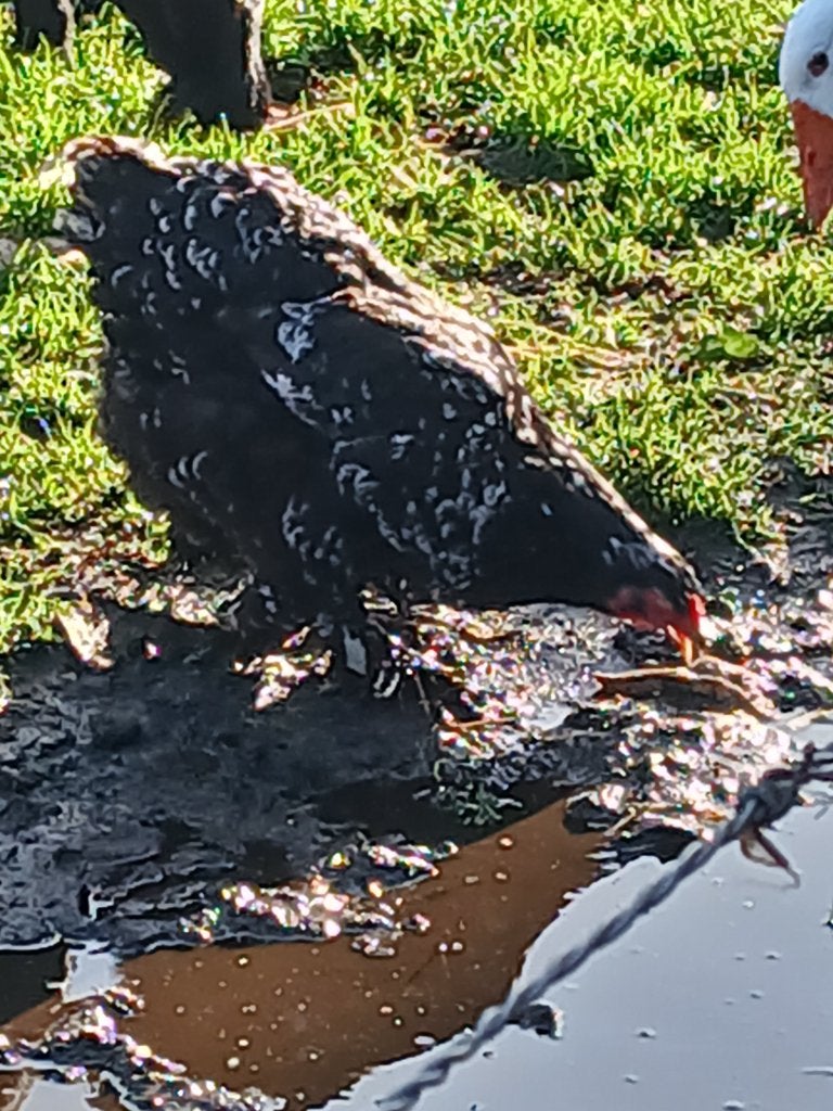 te koop jonge bramha kippen, Dieren en Toebehoren, Vrouwelijk, Kip