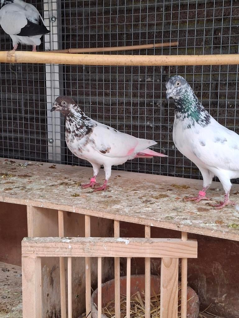 Pakistaanse hoogvliegers, Dieren en Toebehoren, Vogels | Duiven, Meerdere dieren, Overige soorten