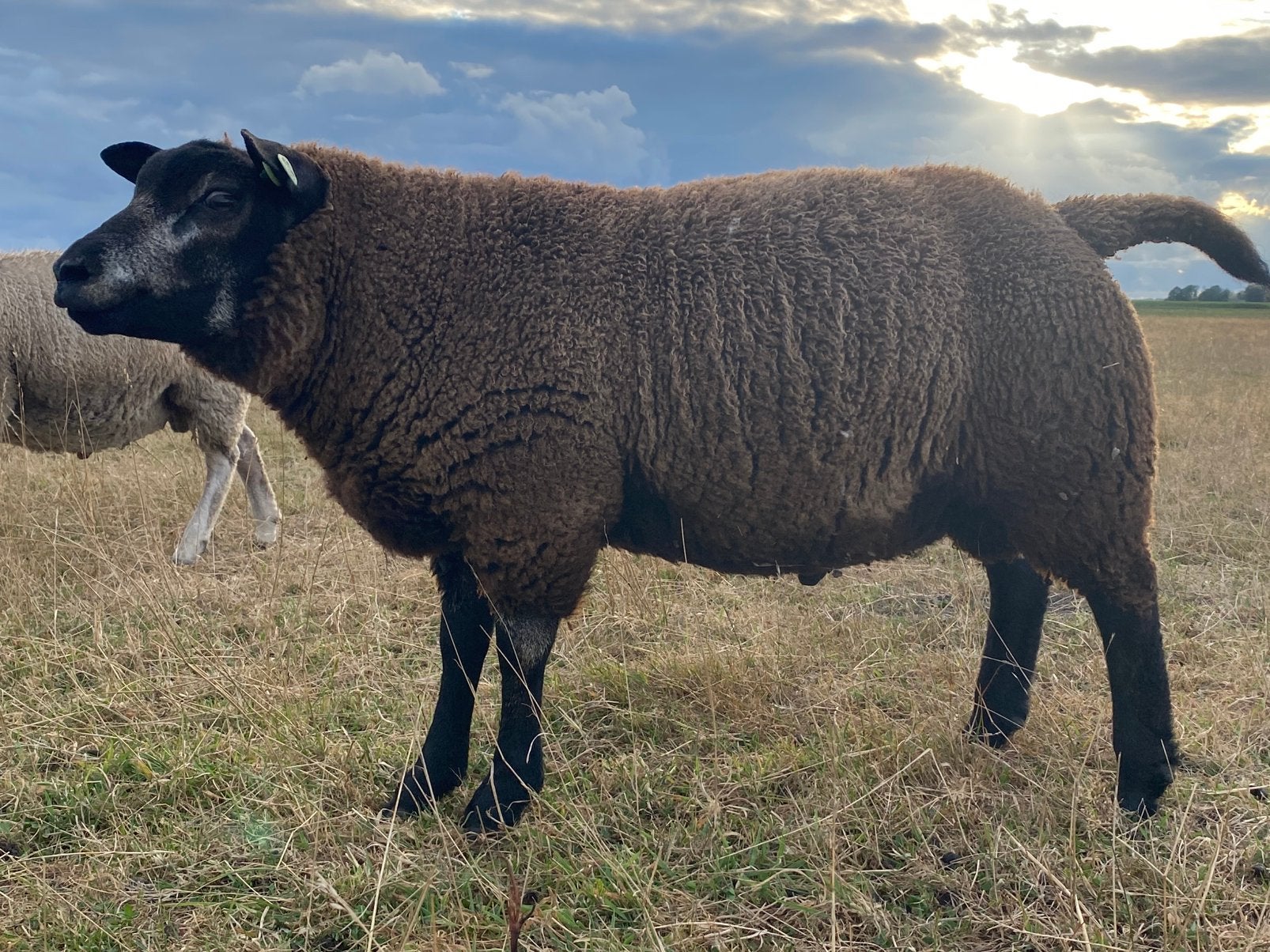 Mooie ram te koop, Mannelijk, Schaap
