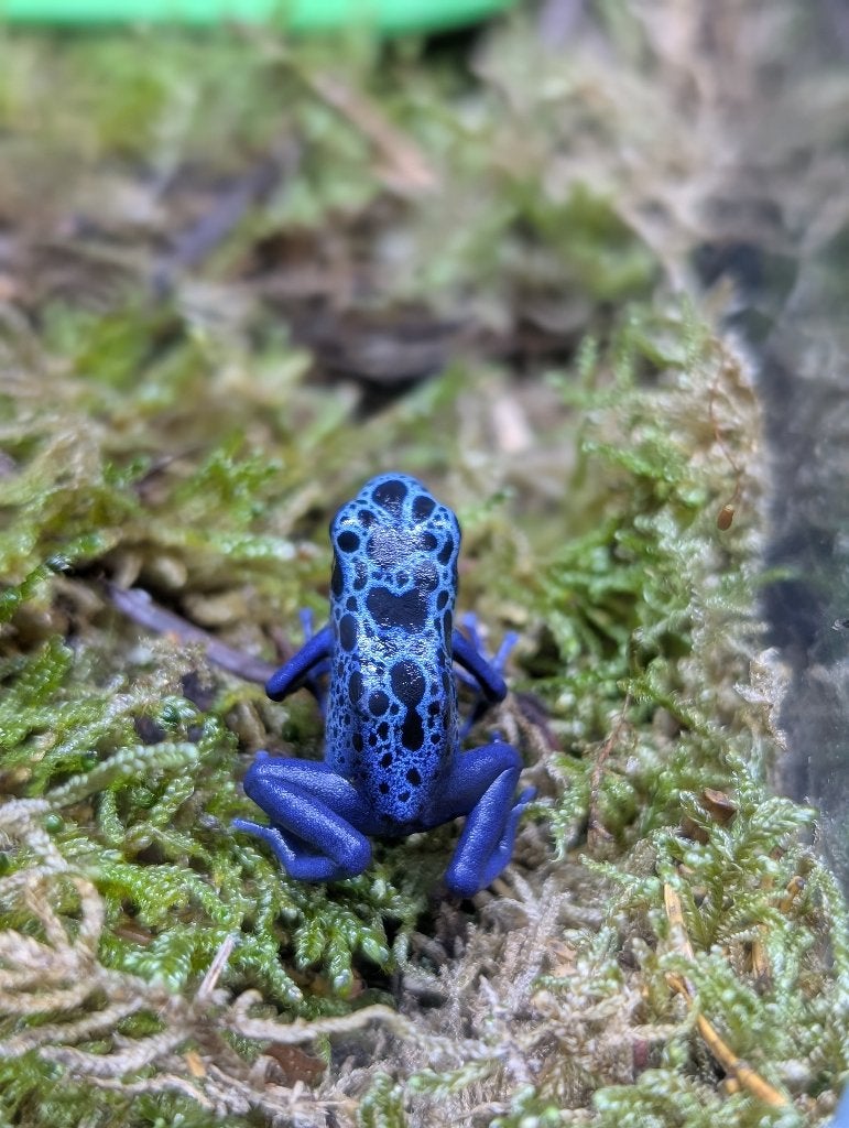 Dendrobates Tinctorius Azureus Frog - unknown for sale from NKexotics nl