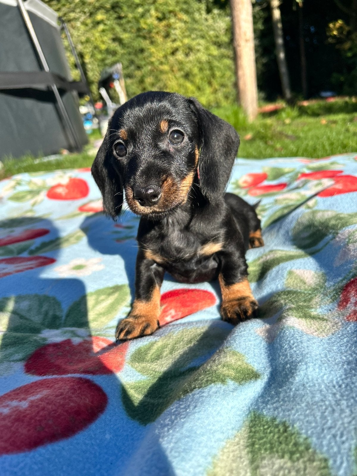 Dwergteckel pups 2 teefjes 1 reutje, 15 weken tot 1 jaar, Dwerg, Meerdere, Meerdere dieren