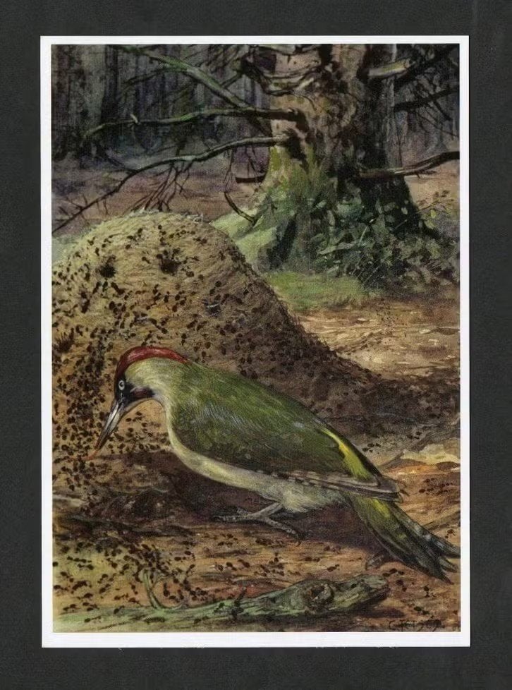 Ansichtkaart Schoolplaat Planten en Dieren, Specht, Jetses., Verzamelen, Ophalen of Verzenden, 1980 tot heden, Ongelopen, Wild dier