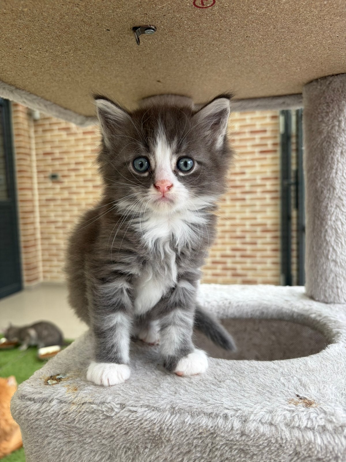 Maine coon kitten, Poes