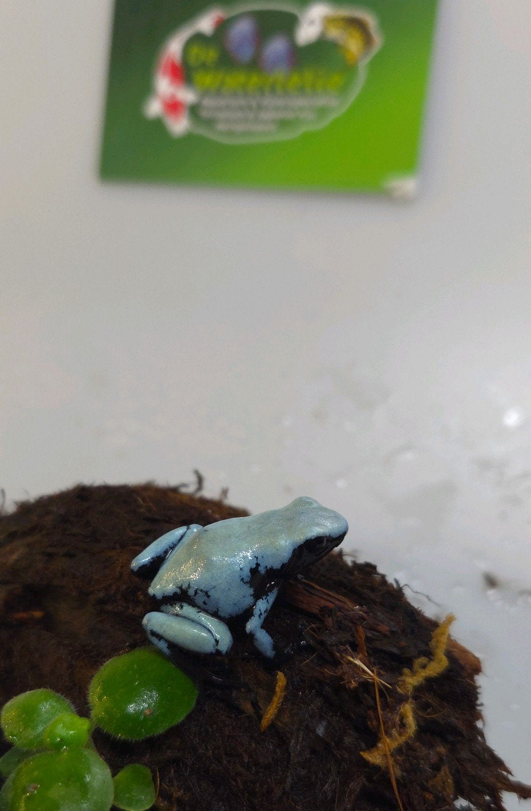 Gifkikker Adelphobates blue Frog - unknown for sale from De Waterlelie BV