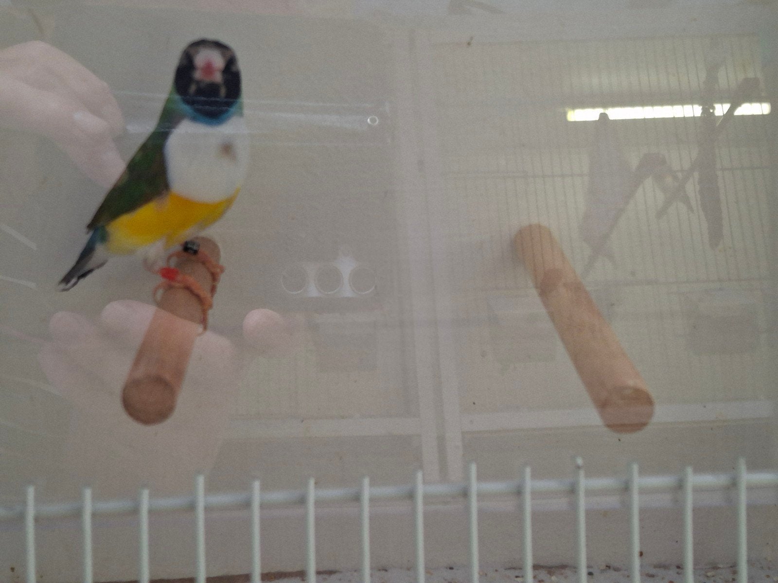 5 gouldamadine mannen, Dieren en Toebehoren, Vogels | Overige Vogels, Mannelijk, Tropenvogel, Geringd