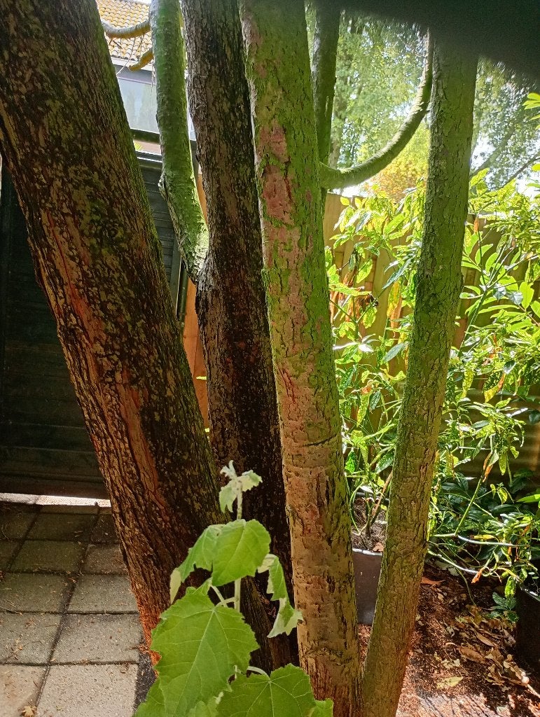 Hout cipres boom gratis zelf omzagen 8 meter hoog, Bloeit niet, Zuilboom, 400 cm of meer, Ophalen
