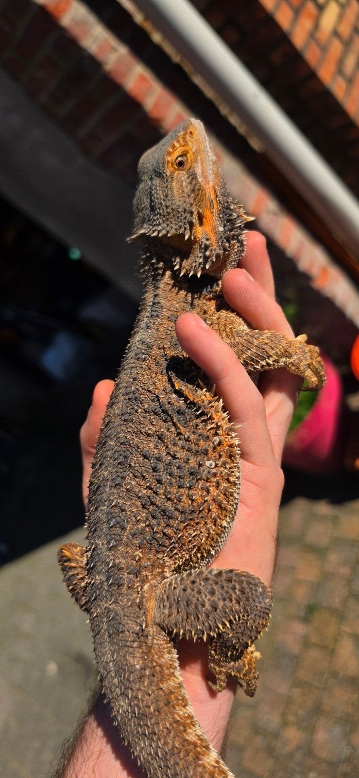 baardagaam wildkleur vrouw Bearded Dragon photo 4