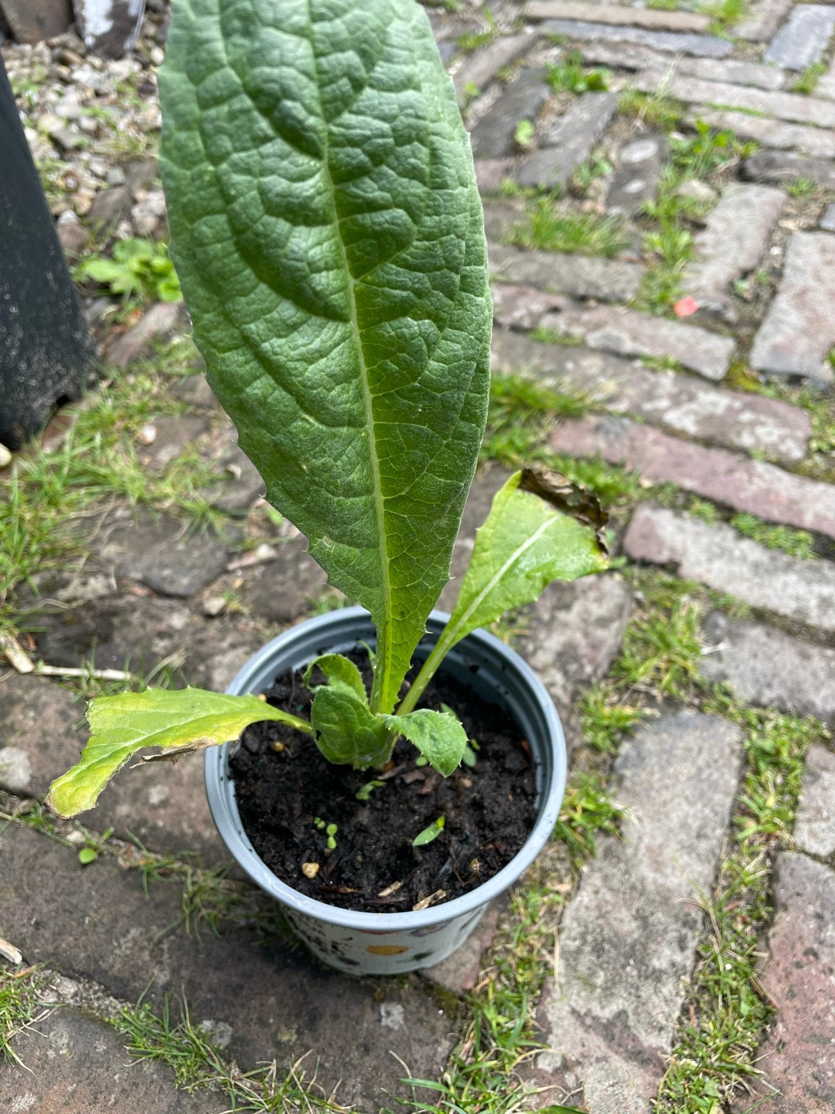 Twee Kardoen stekken - soort artisjok, Volle zon, Ophalen of Verzenden, Zomer, Groenteplanten