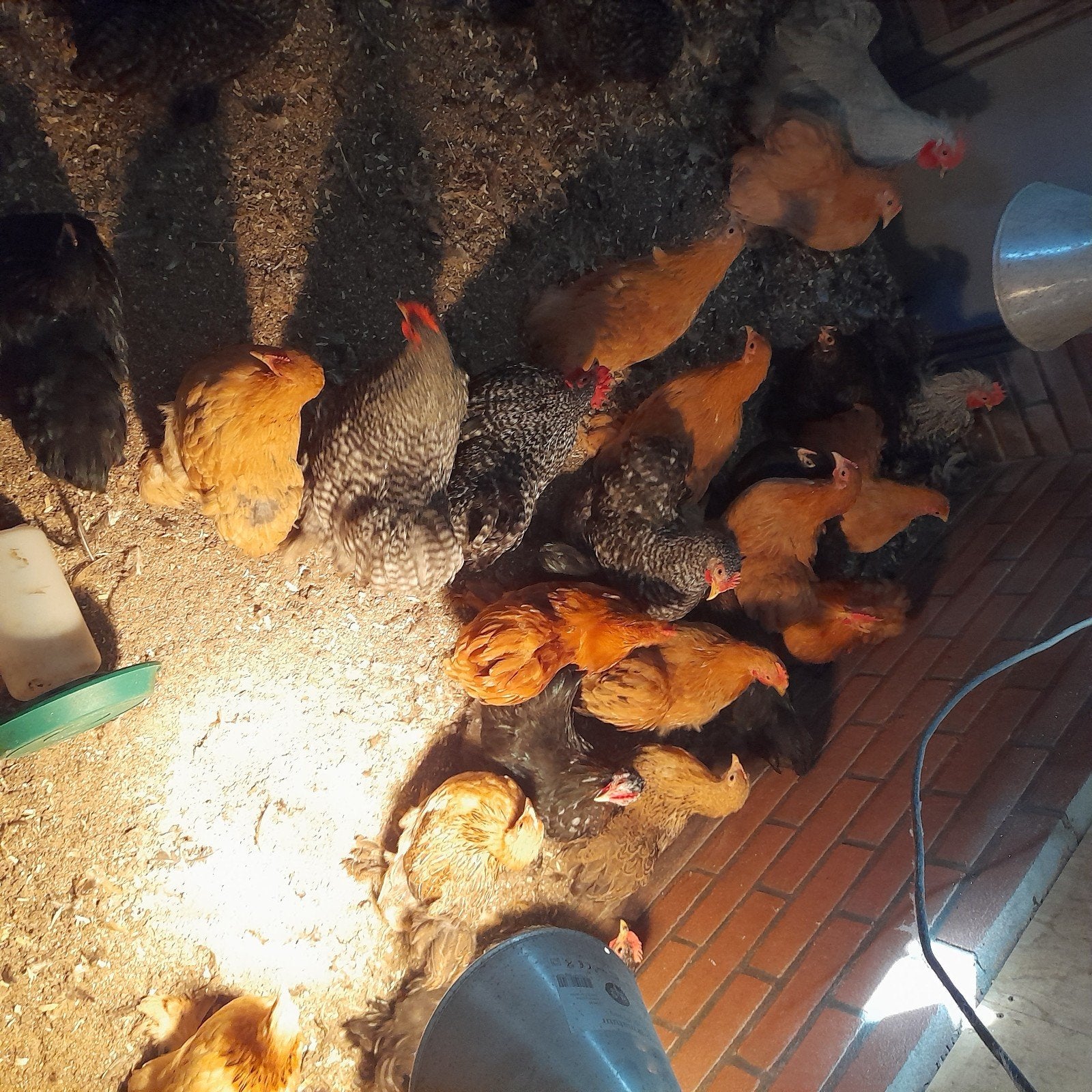 mooie jonge cochin kriel hennetjes, Dieren en Toebehoren, Pluimvee, Vrouwelijk, Kip
