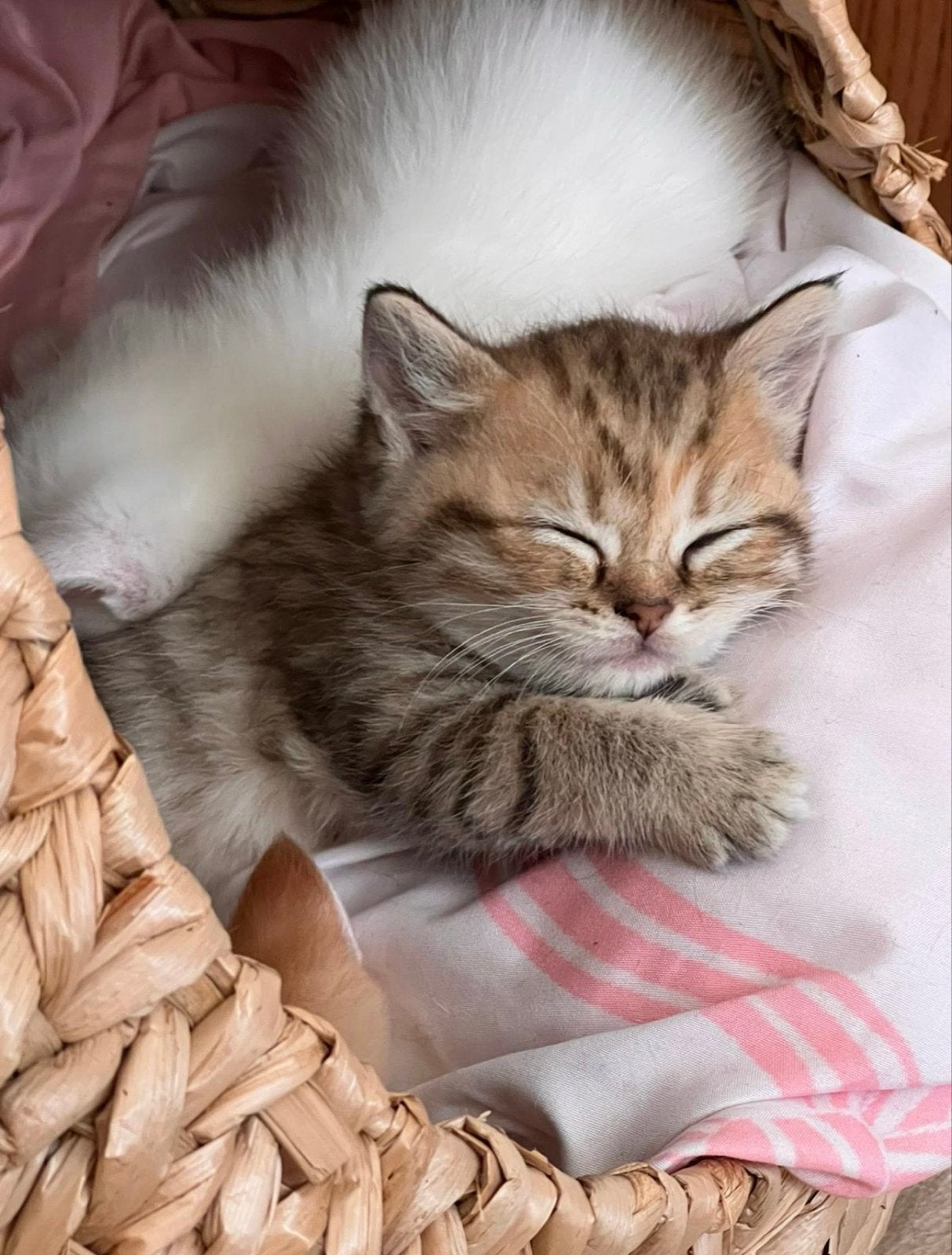 British korthaar kitten, Poes