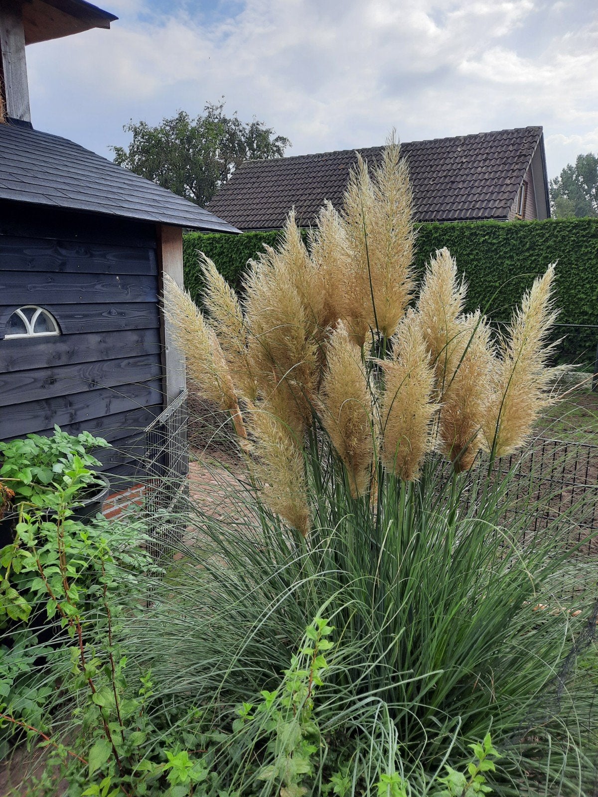 pampagras pluimen, Tuin en Terras, Ophalen, Volle zon, Overige soorten