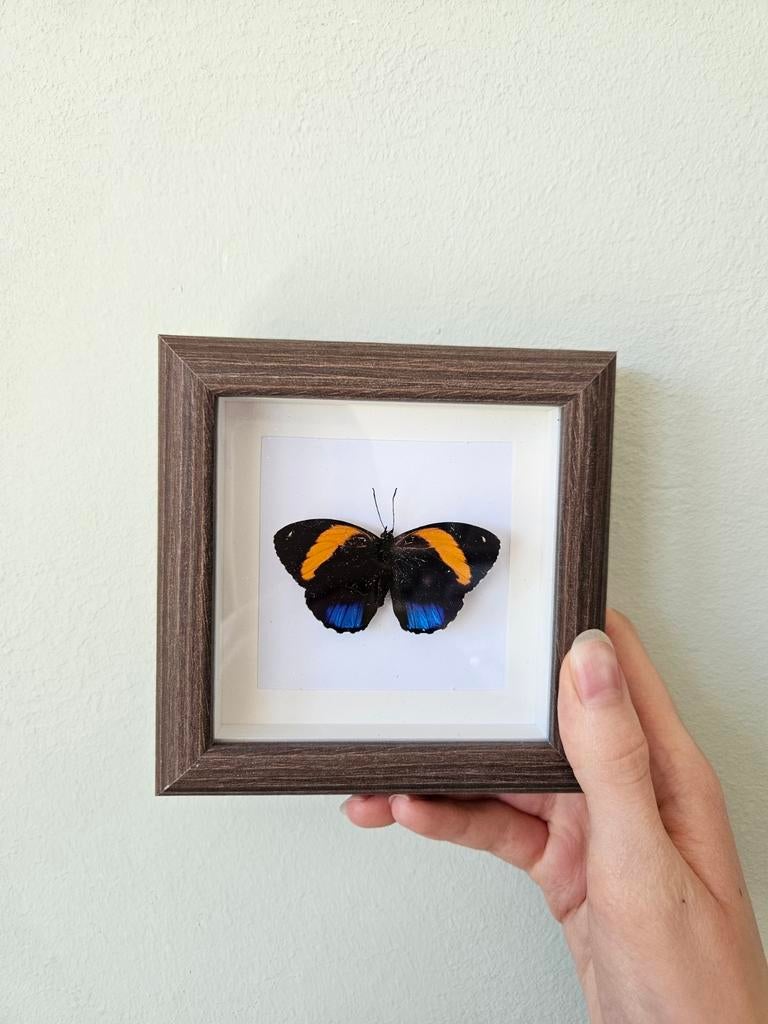 Te koop: Ingelijste vlinder  12X12, Ophalen of Verzenden, Nieuw, Insect, Opgezet dier