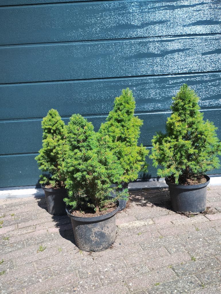 4 dennebomen in pot, Overige soorten, Minder dan 100 cm, Ophalen, Volle zon