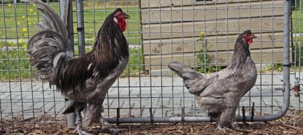 Broedeieren kraaikop kriel, Dieren en Toebehoren, Pluimvee, Geslacht onbekend, Kip