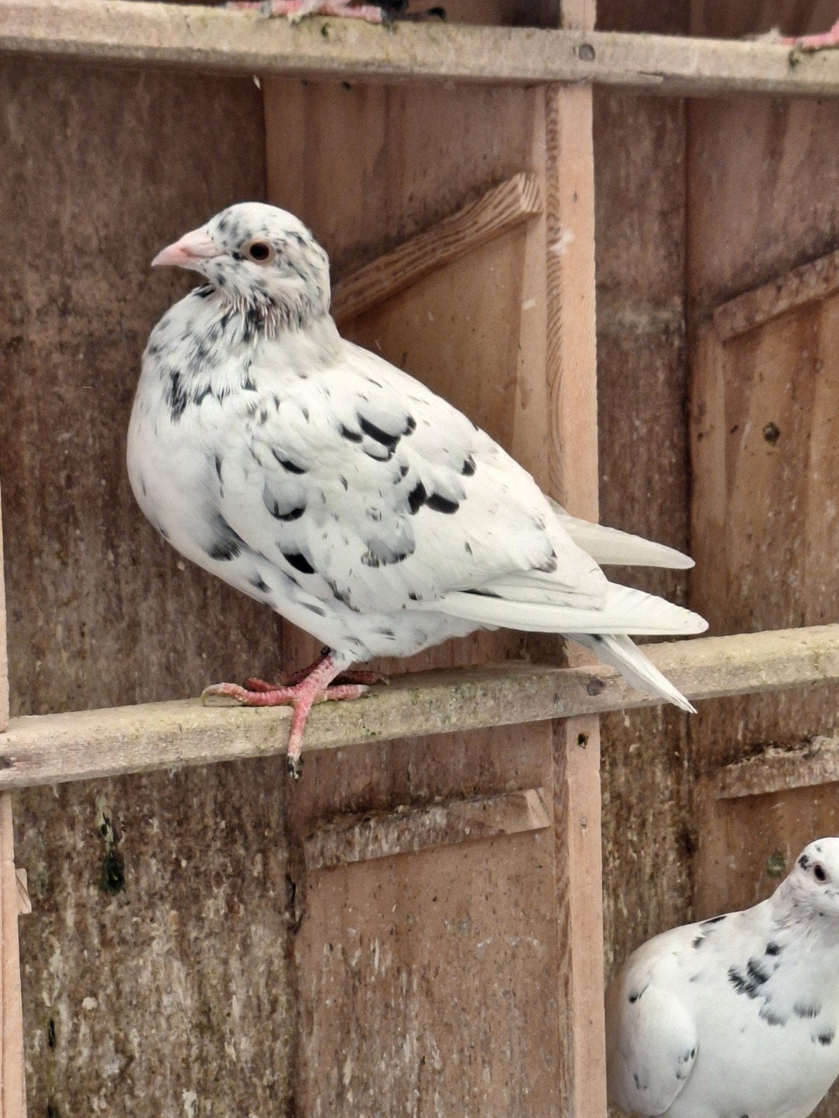 kleurpostduiven zwart sprenkel, Dieren en Toebehoren, Meerdere dieren