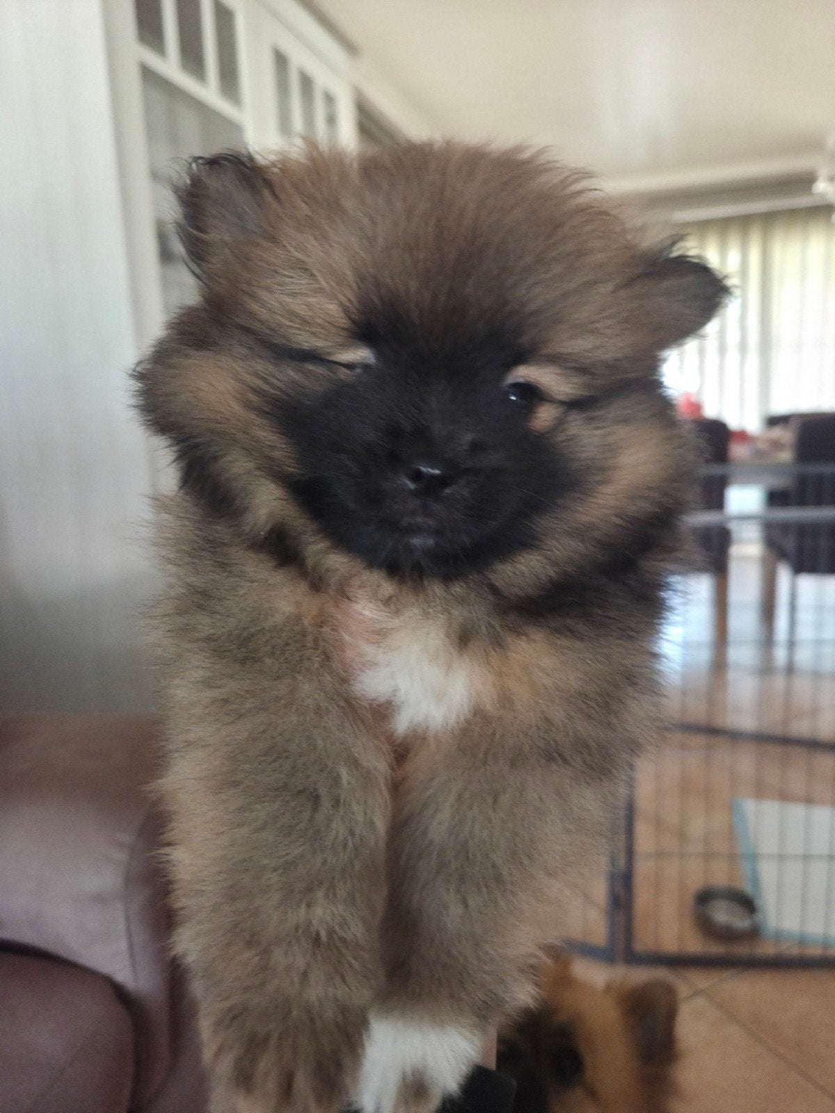 Dwergkees (pomeriaan), Dieren en Toebehoren, België, Particulier, Keeshond, HCC (leverziekte)