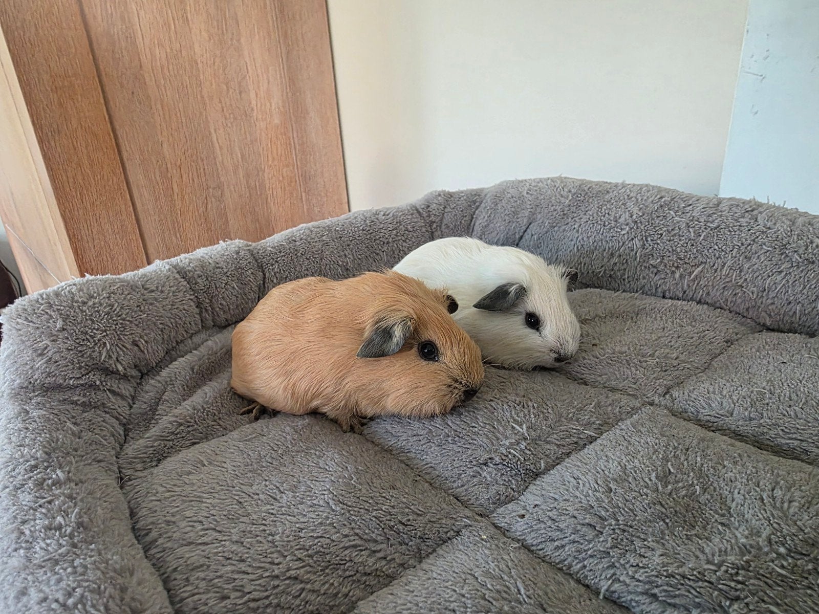 lieve jonge california cavia's: beertjes en zeugje, Dieren en Toebehoren, Cavia, Meerdere dieren, Tam, September