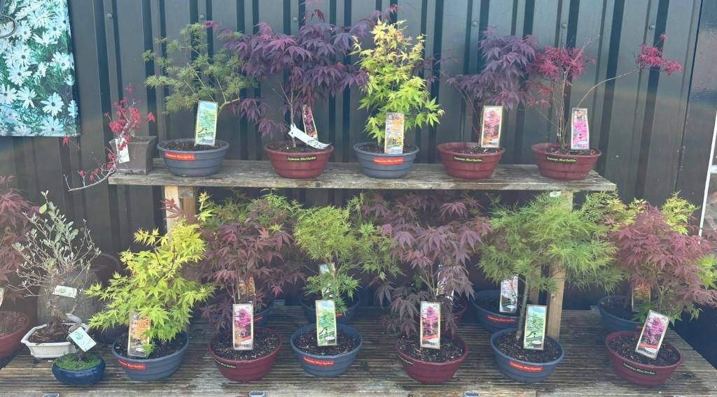 Japanse Acer Bonsai buiten in diverse soorten, In pot, Bloeit niet, Halfschaduw, Minder dan 100 cm