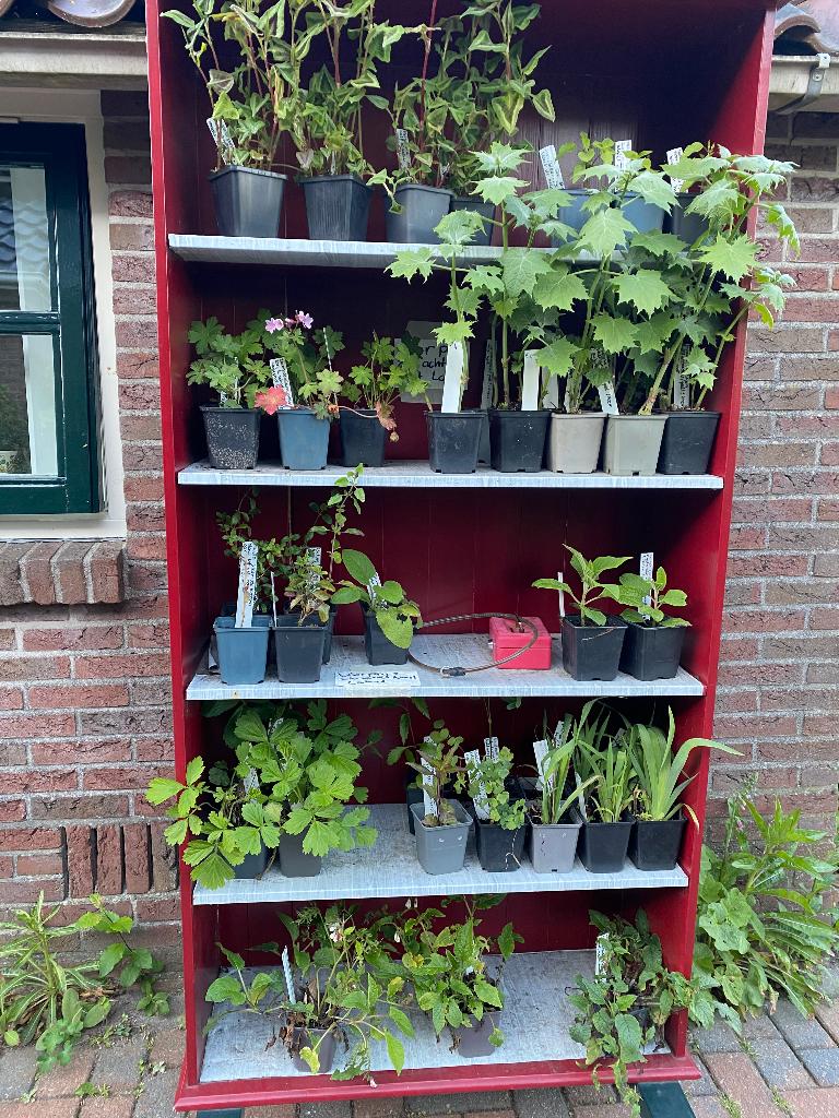 Vaste planten, Tuin en Terras, Planten | Tuinplanten, Vaste plant, Halfschaduw, Zomer, Ophalen