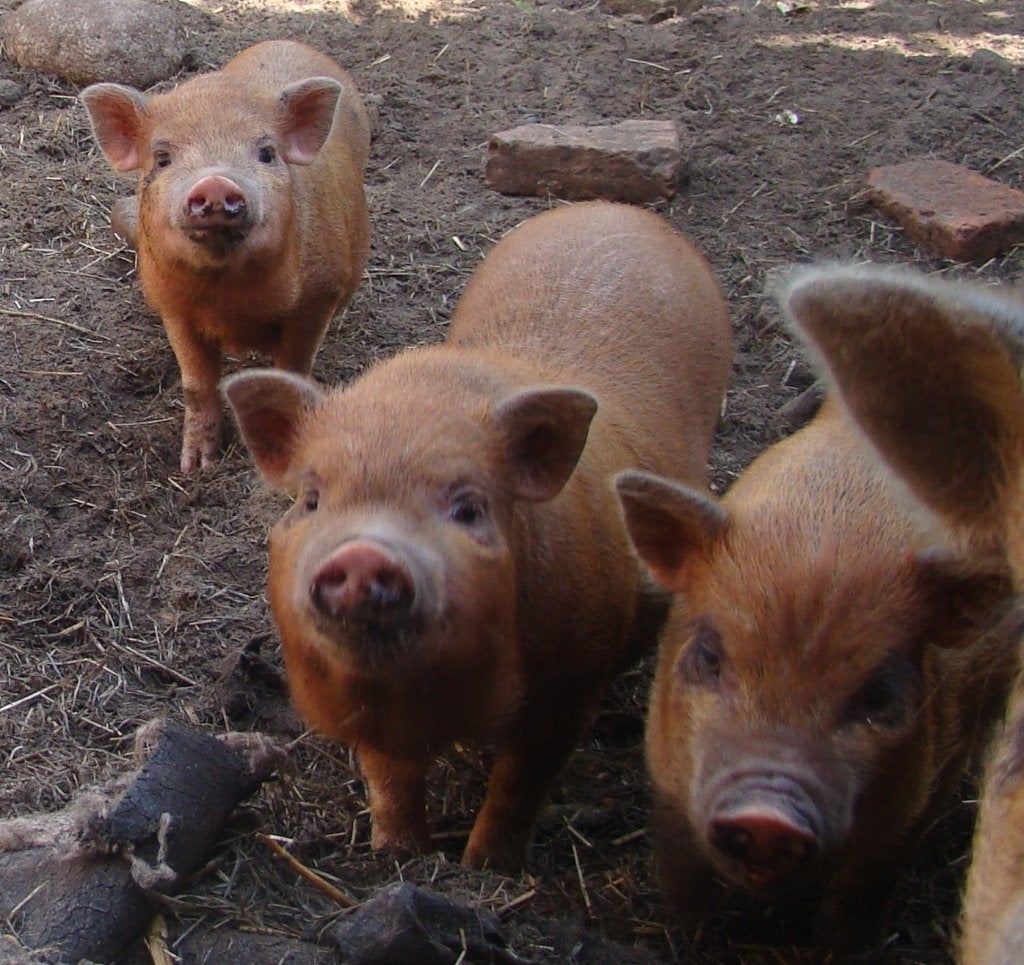 Göttinger ieniemini biggetjes te koop, Meerdere dieren, Varken, 0 tot 2 jaar