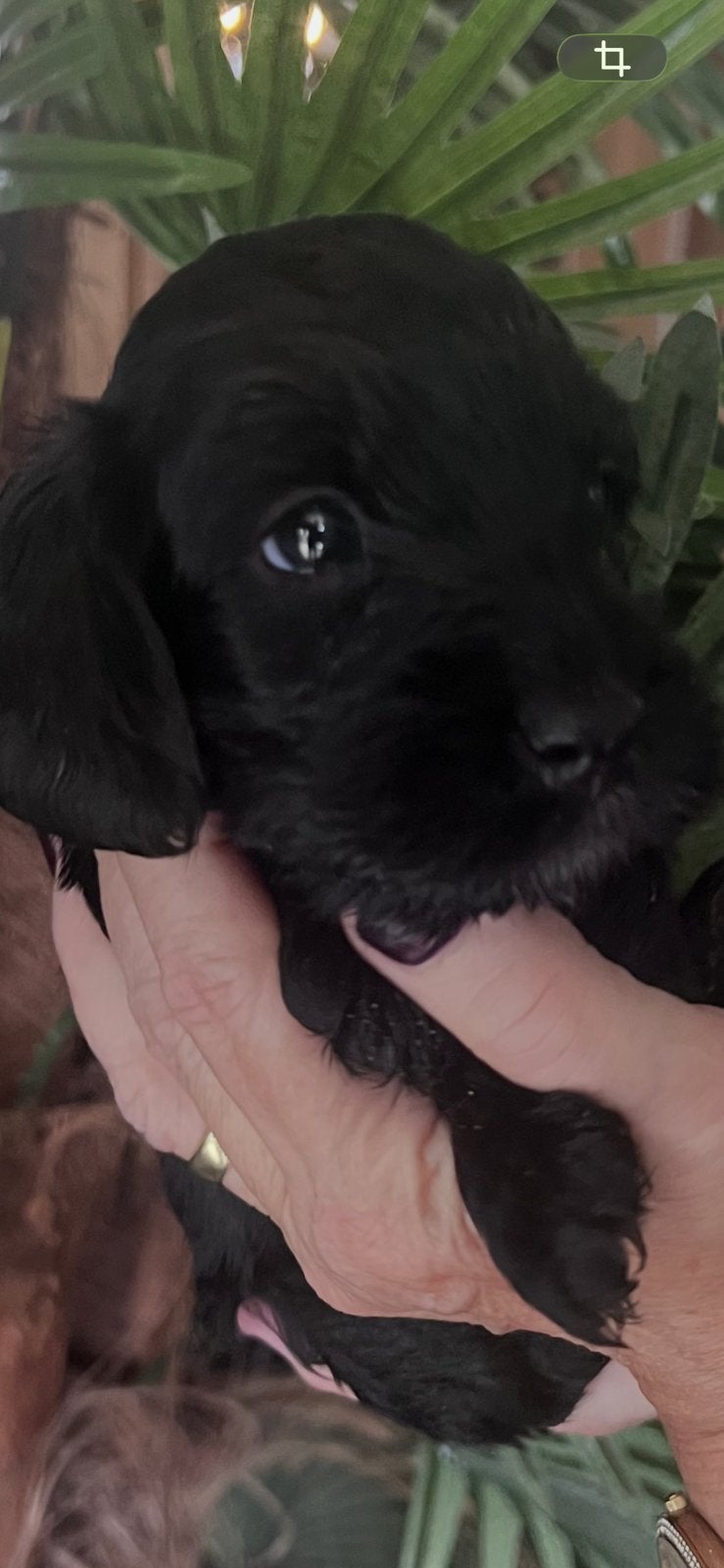 Cockapoo pups geboren in huiselijke kring, Dieren en Toebehoren, Honden | Retrievers, Spaniëls en Waterhonden, Overige rassen