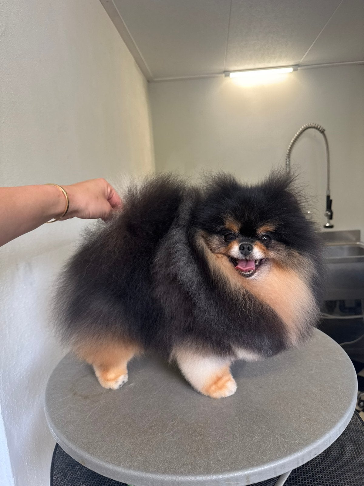 Pomeranian 4 jaar SM/CM/PL 0/0 kampioen met FCI en petscan, Keeshond, Reu, Buitenland, Parvo