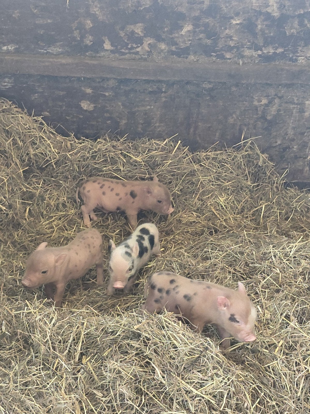 Te koop super mooie mini varkens ( biggetjes), Meerdere dieren, Varken, 0 tot 2 jaar