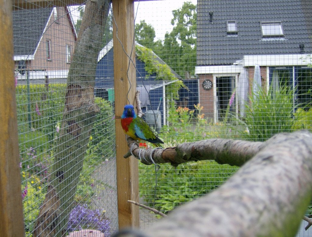 bourkes,splendidparkieten, Dieren en Toebehoren, Meerdere dieren, Parkiet, Geringd