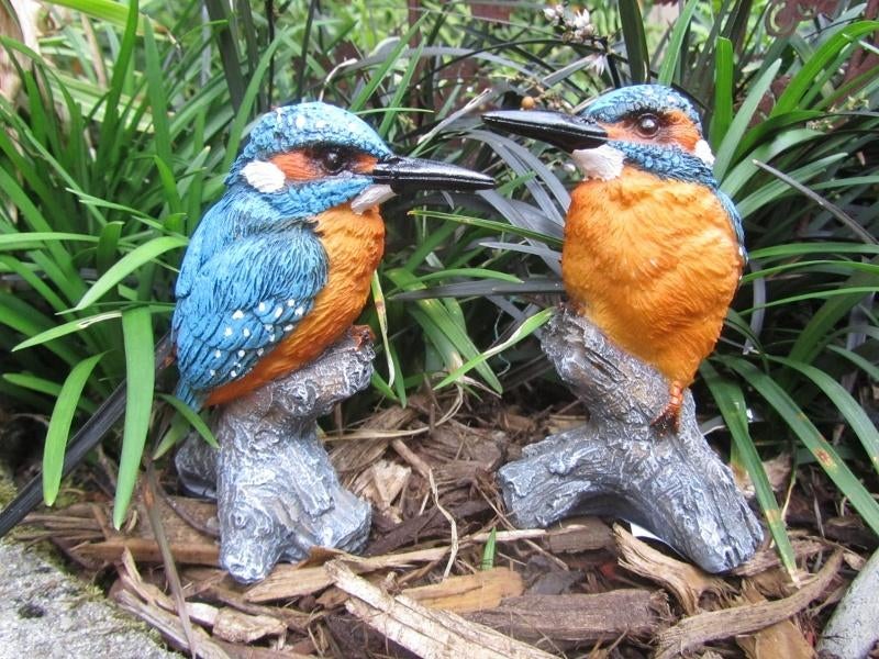 IJSVOGEL - THE BEAUTY ....., Ophalen of Verzenden, Nieuw