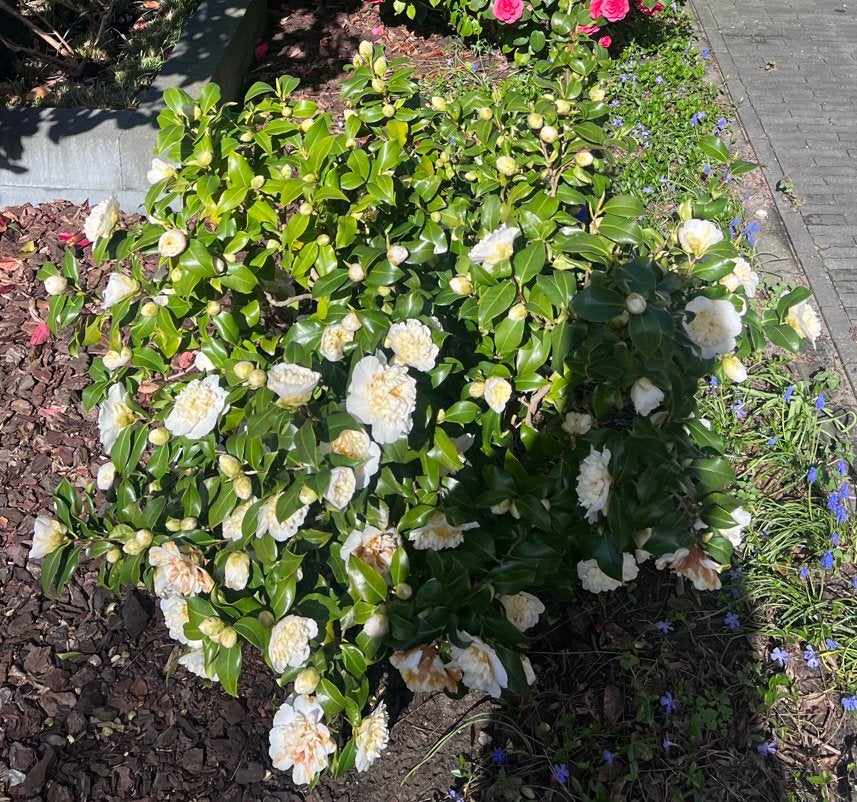 Camellia/Camelia japonica Japanse roos wit 90-100 cm, Vaste plant, Halfschaduw, Lente, Ophalen