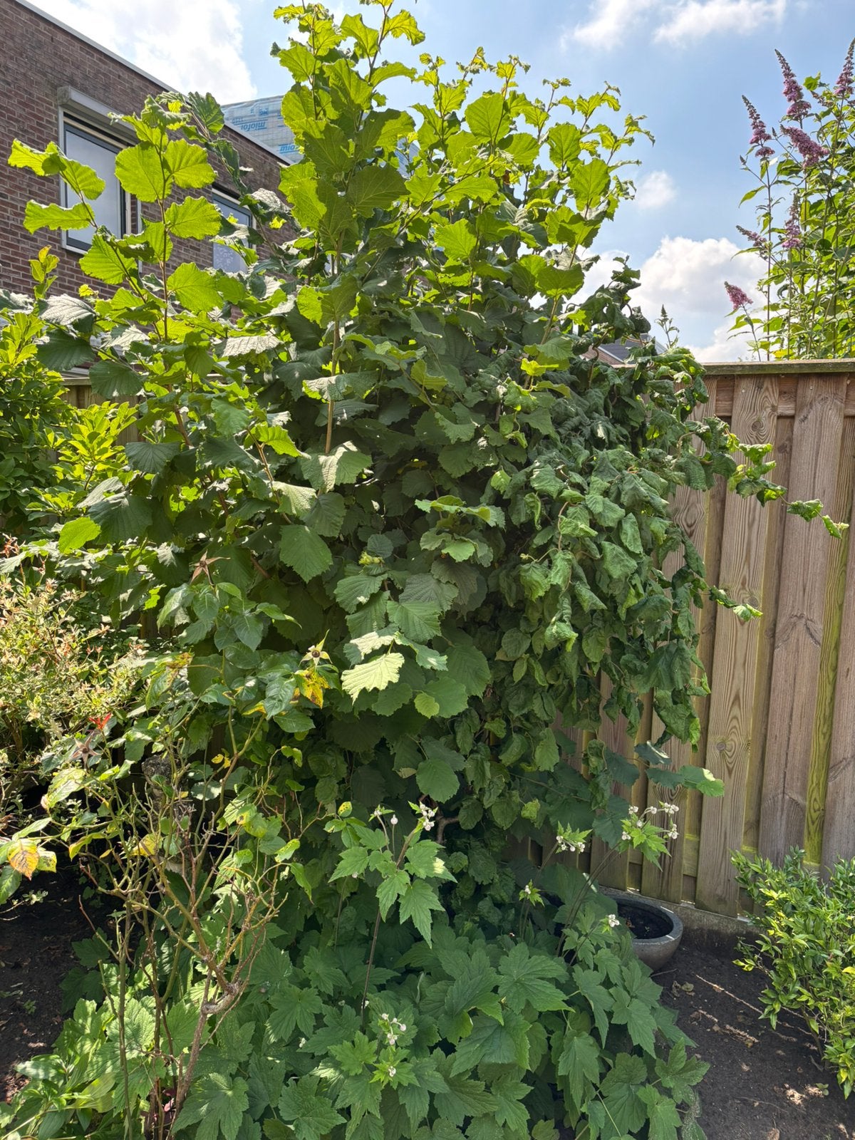 Twee kronkel hazelaars, Overige soorten, Lente, 100 tot 250 cm, Ophalen