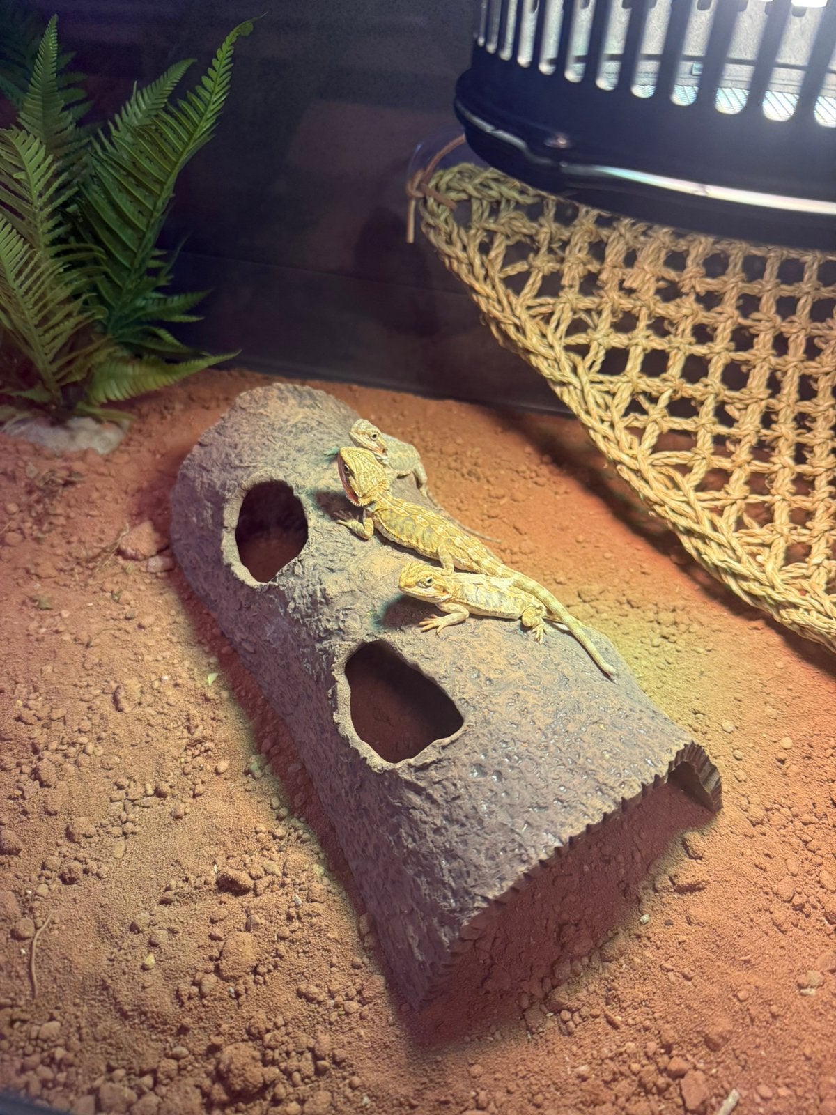 Jonge baardagaam Bearded Dragon - unknown for sale from Aquariumspeciaalzaak Schreijer