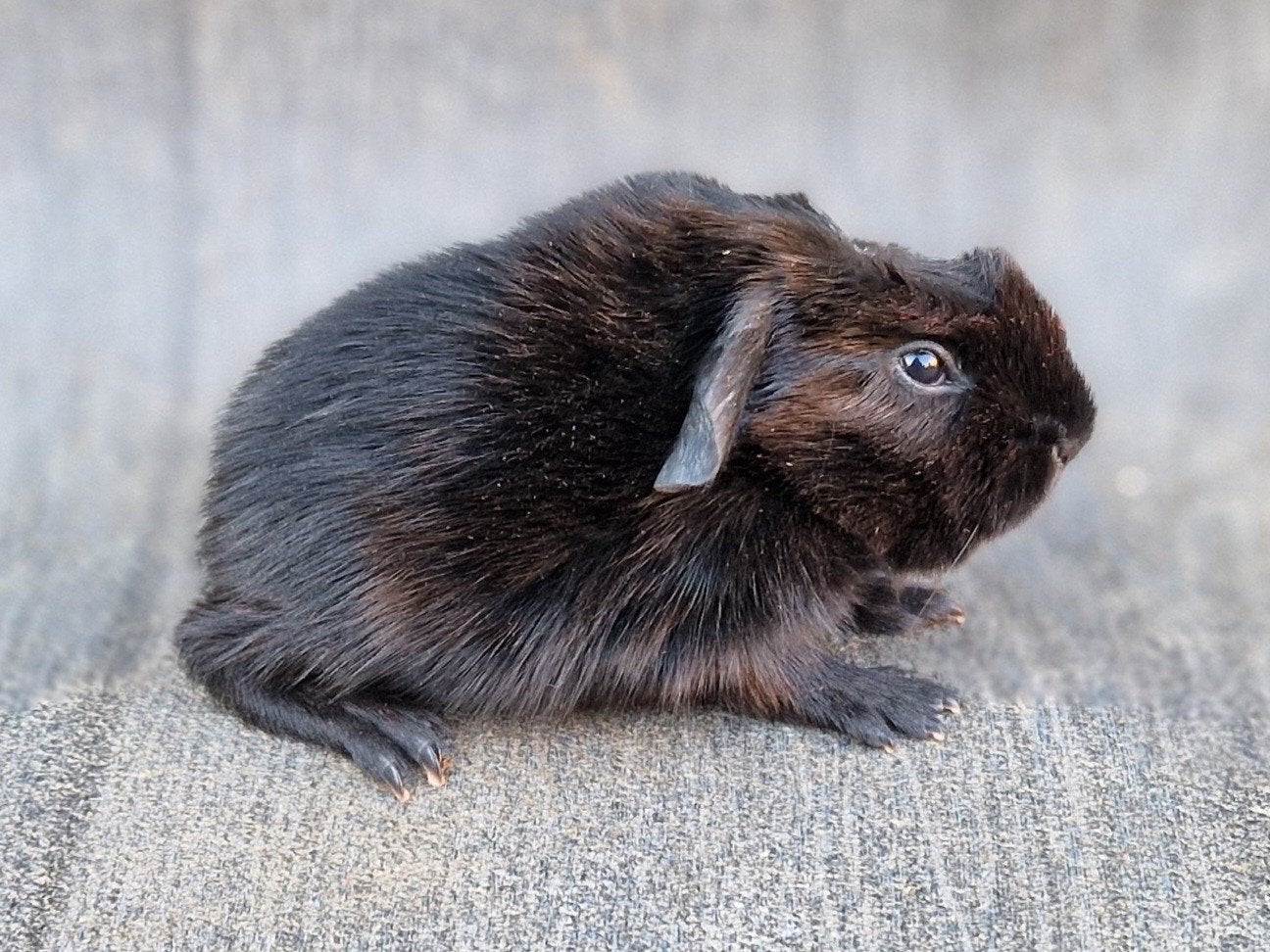Cavia beertje, Cavia, April, Mannelijk, Tam