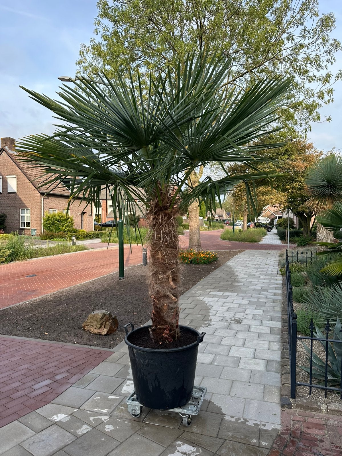 Mooie palmboom, Trachycarpus Fortunei, winterhard, 250 tot 400 cm, Zomer, Palmboom, Ophalen