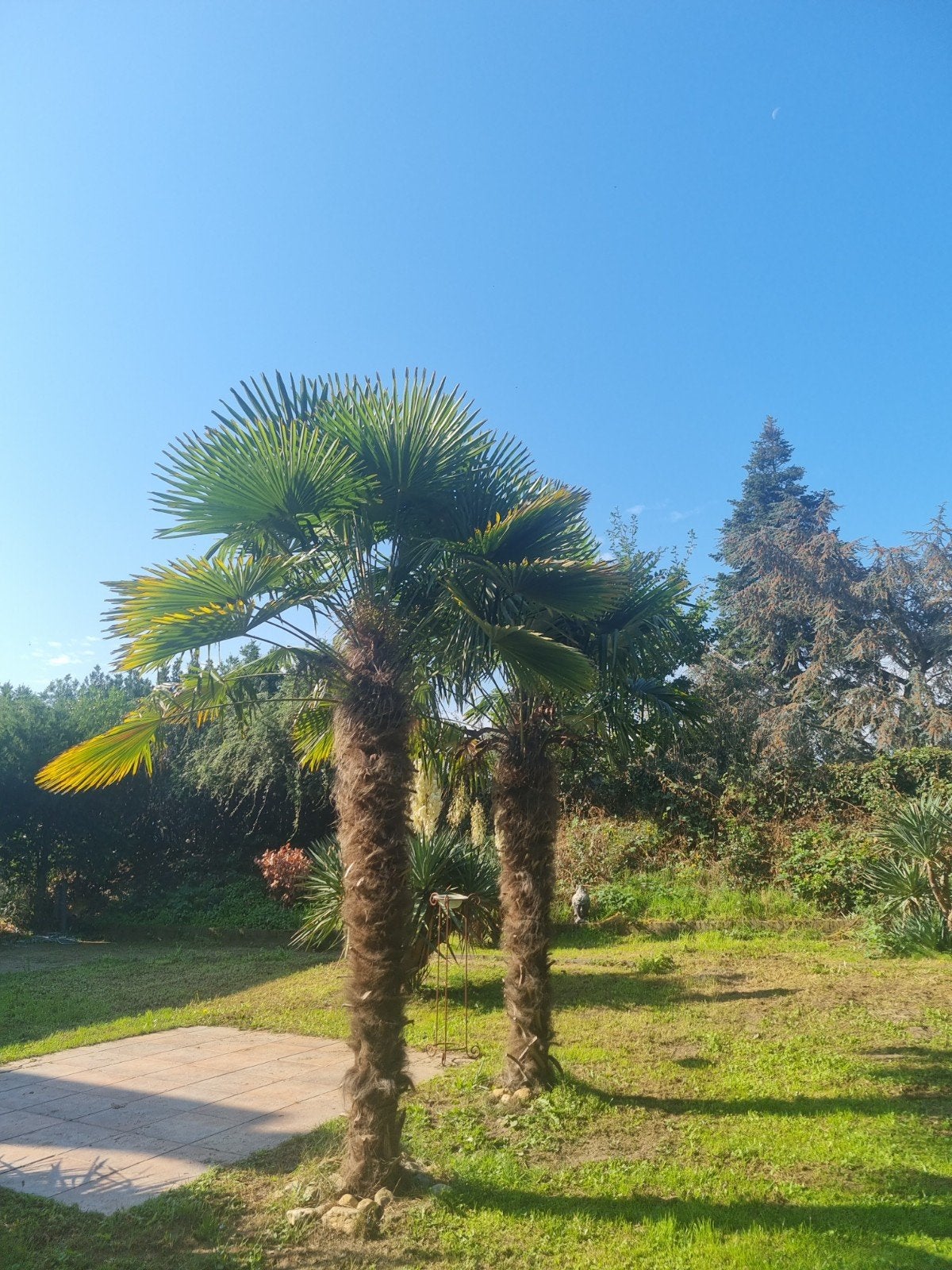 Twee prachtige Trachycarpus Fortunei palmbomen, Overige soorten, Volle zon, Vaste plant, Ophalen of Verzenden
