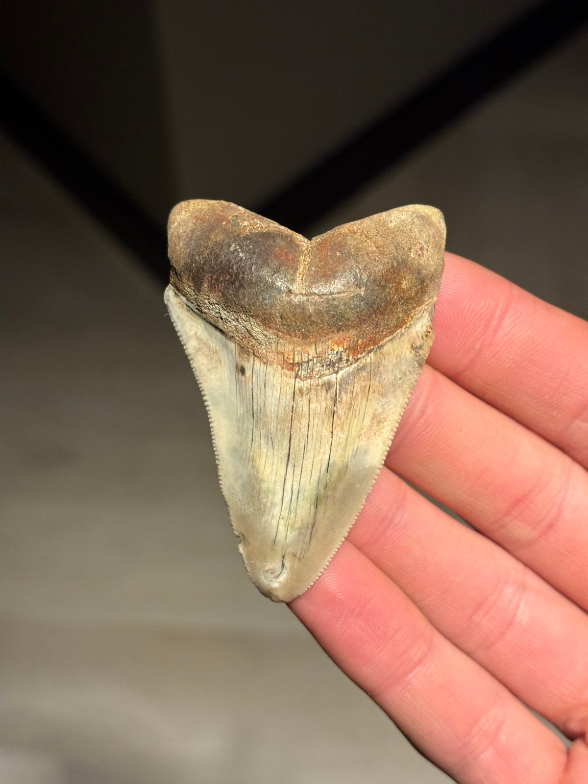 Megalodon haaientand fossiel Sukabumi, Ophalen of Verzenden, Fossiel
