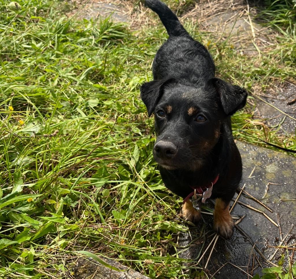 Lieve Jack russel teef ( 1 jaar), Parvo, 1 tot 2 jaar, Teef, Eén hond