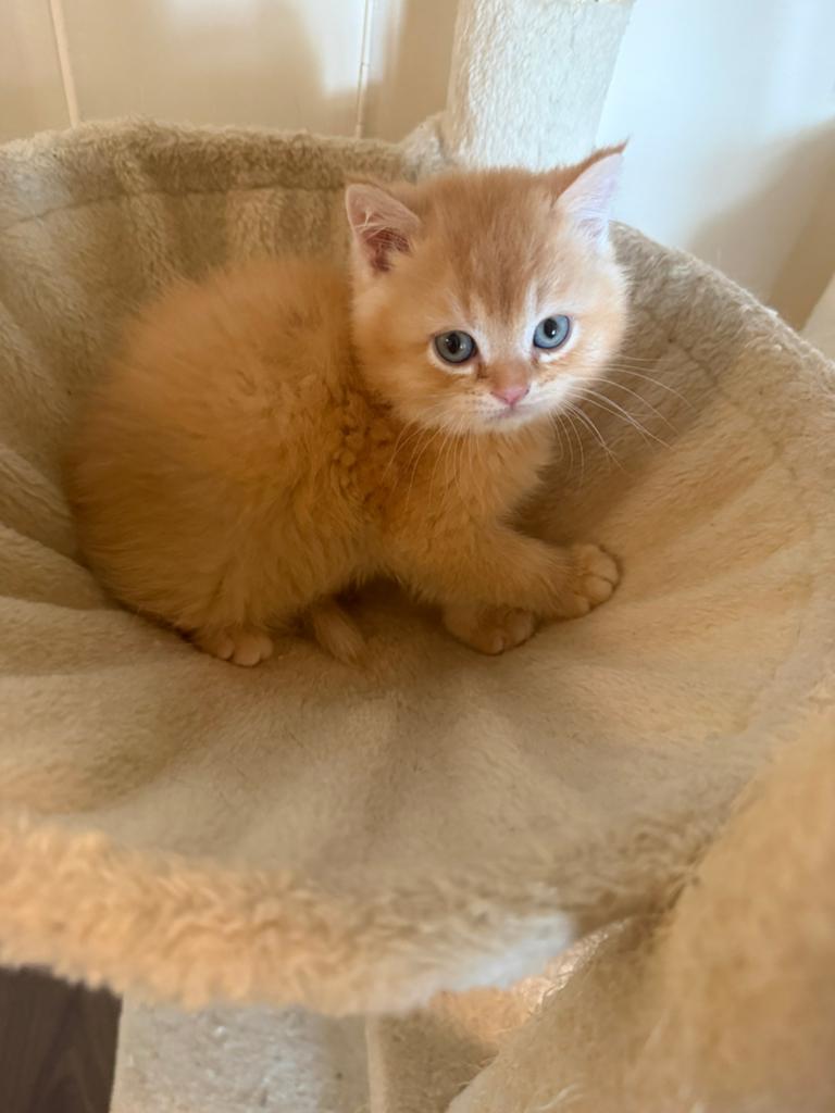 Britse korthaar kittens golden, Meerdere dieren