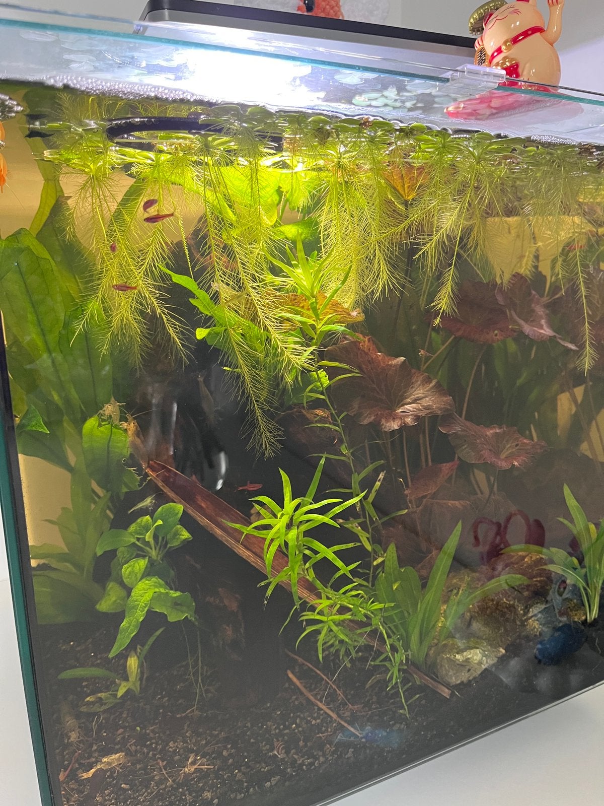 COMPLEET 60L cubiq aquarium met vis bestand, Ophalen, Zo goed als nieuw, Gevuld zoetwateraquarium