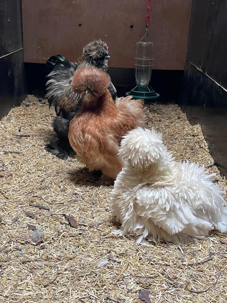 Krulveer usa zijdehoen broedeieren, Dieren en Toebehoren, Pluimvee, Kip, Geslacht onbekend