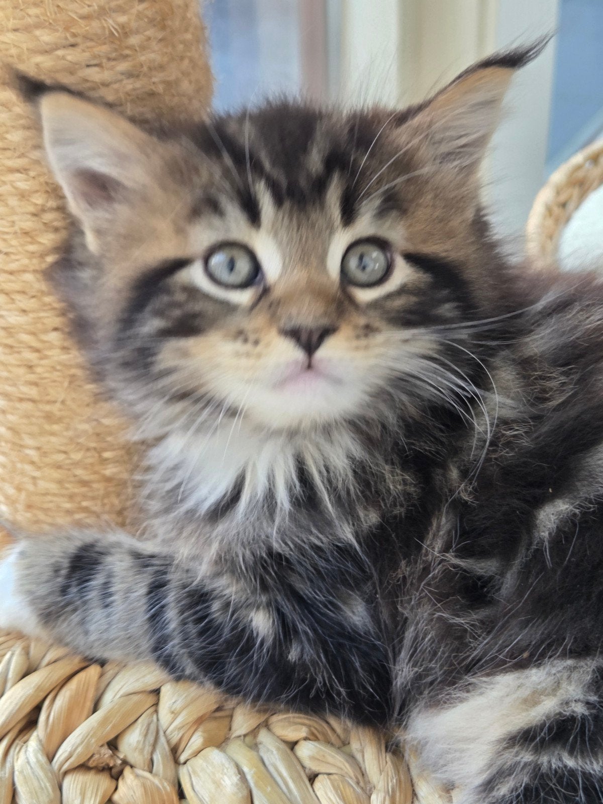 Main Coon kittens, Meerdere dieren, Gechipt