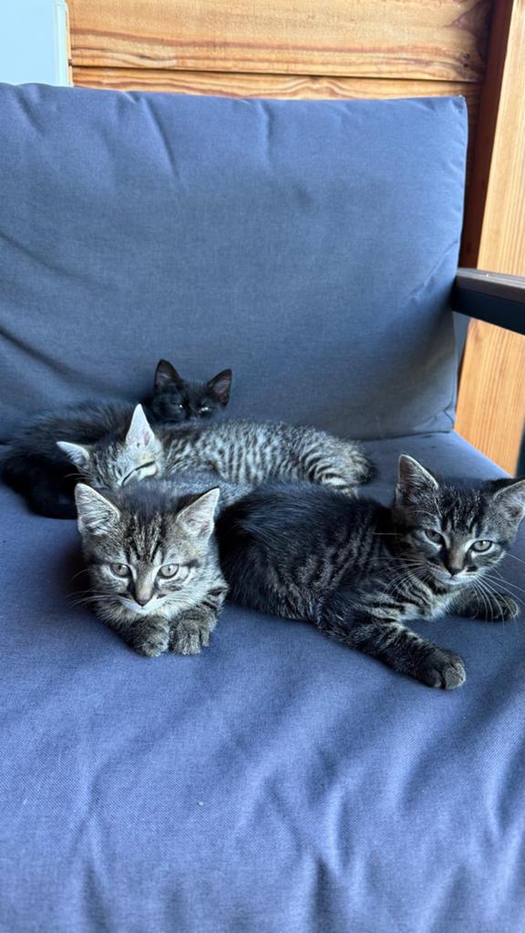 Kittens, Meerdere dieren