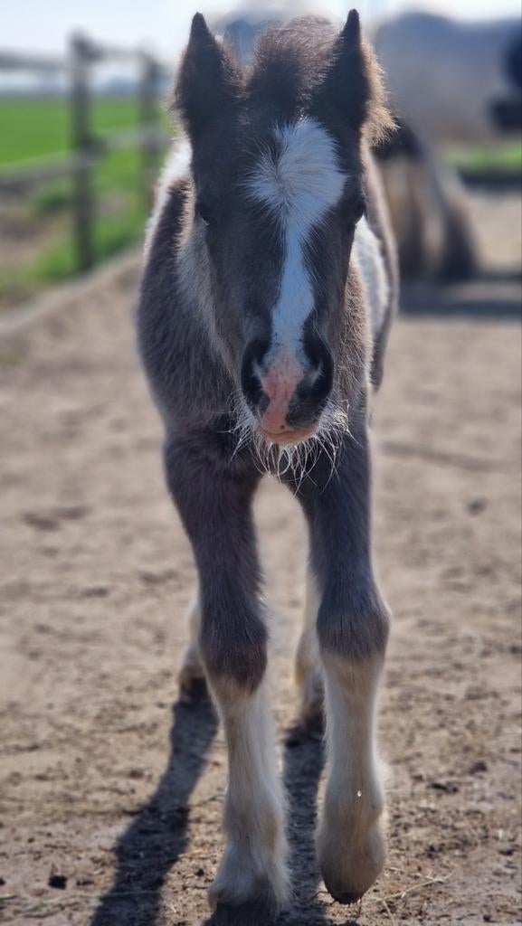 Tinker merrie veulen Pintaloosa, Dieren en Toebehoren, Merrie, 0 tot 2 jaar